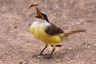 Great Kiskadee