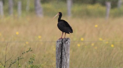 Bare-faced Ibis