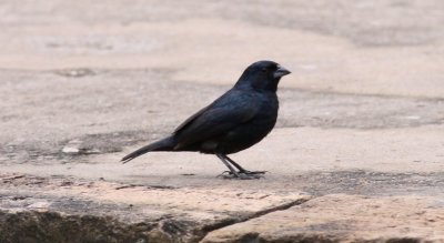 Blue-black Grassquit