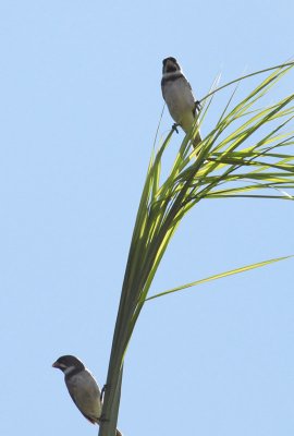 Double-collared Seedeaters