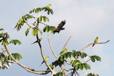 Orange-fronted Parakeets & Crested Oropendola