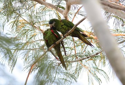 Red-shouldered Macaws