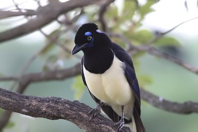 Plush-crested Jay