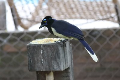 Plush-crested Jay