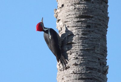 Lineated Woodpecker