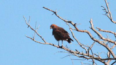 Savannah Hawk