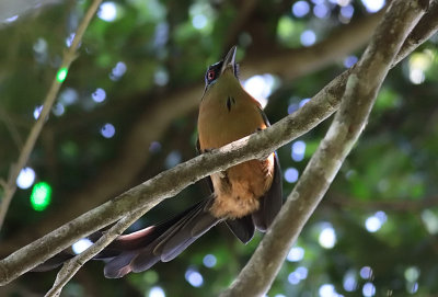 Amazonian  Motmot