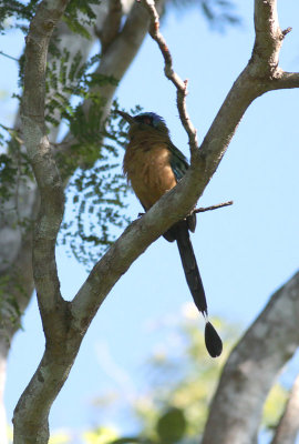 Amazonian  Motmot