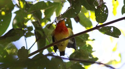 Band-tailed Manakin