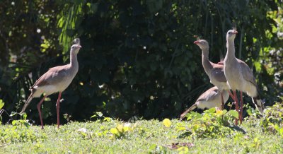 Red-legged Seriemas