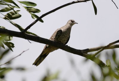 Scaled Dove