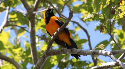 Orange-backed Troupial