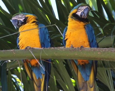 Blue-And-Yellow Macaws