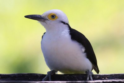 White Woodpecker