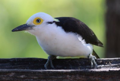 White Woodpecker