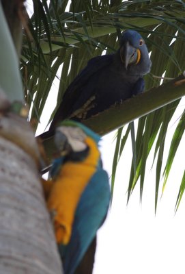 Macaws