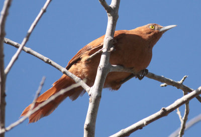 Gray-crested Cacholote