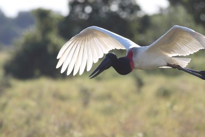 Jabiru