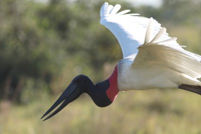 Jabiru