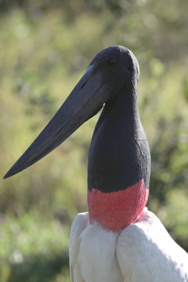 Jabiru