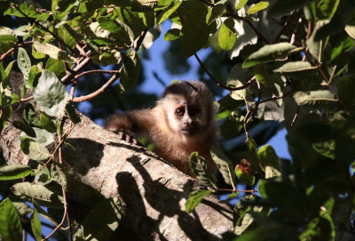 Brown Capuchin