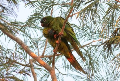 Blue-crowned Parakeets