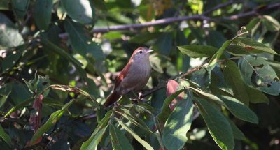 Rusty-backed Spinetail