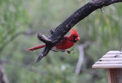 Northern Cardinal