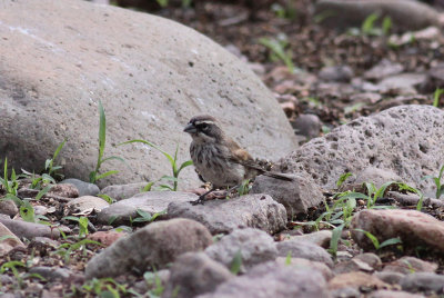 Black-throated Sparrow