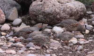 Gambel's Quail