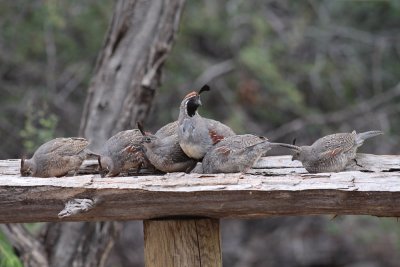 Gambel's Quail