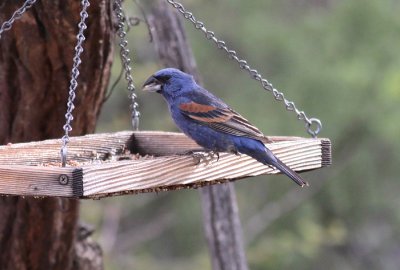 Blue Grosbeak