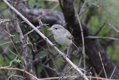Bell's Vireo