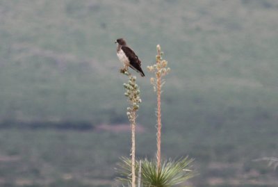 Swainson's Hawk