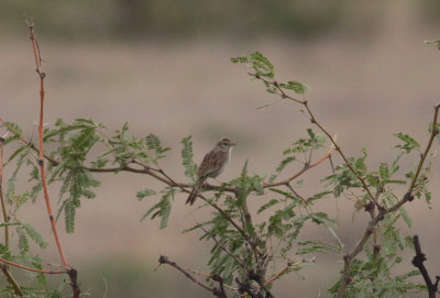 Cassin's Sparrow