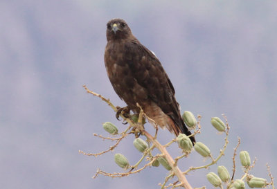 Red-tailed Hawk