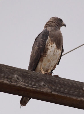 Swainson's Hawk