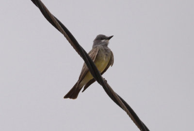 Cassin's Kingbird