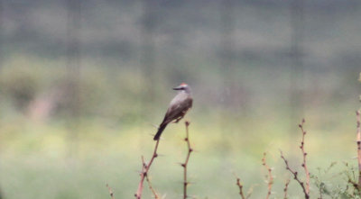 Western Kingbird