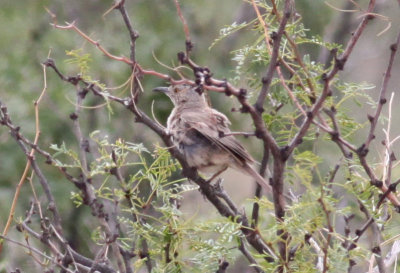 Bendire's Thrasher