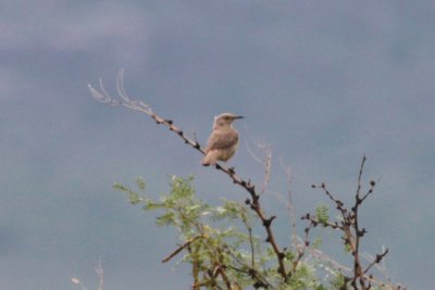 Bendire's Thrasher