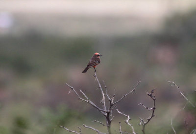 Vermilion Flycatcher
