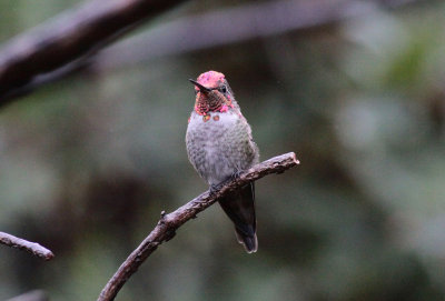 Anna's Hummingbird