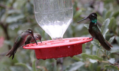 Magnificent Hummingbirds