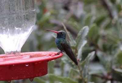 Broad-billed Hummingbird