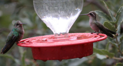 Broad-billed Hummingbirds