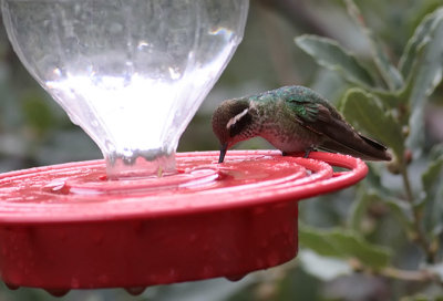 White-eared Hummingbird