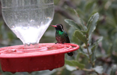 White-eared Hummingbird