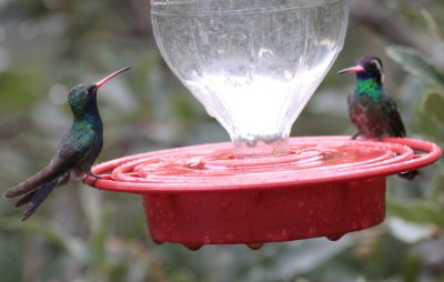 Broad-billed & White-eared Hummingbirds