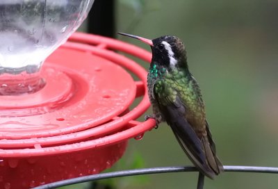 White-eared Hummingbird